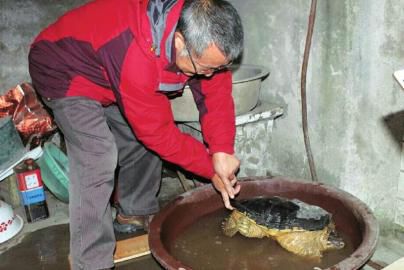 市民長(zhǎng)江邊釣起24斤鱷龜 動(dòng)物保護(hù)協(xié)會(huì):勿亂放生