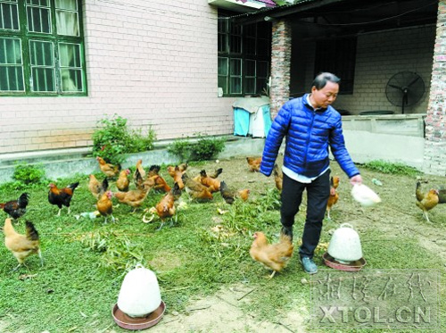 尹金倡正在給雞喂自己獨家配制的飼料。